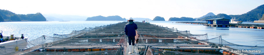 Asami fish nursery