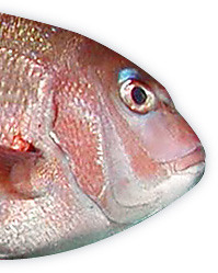 Red sea bream